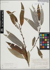 Foto von Salix lasiandra Benth.